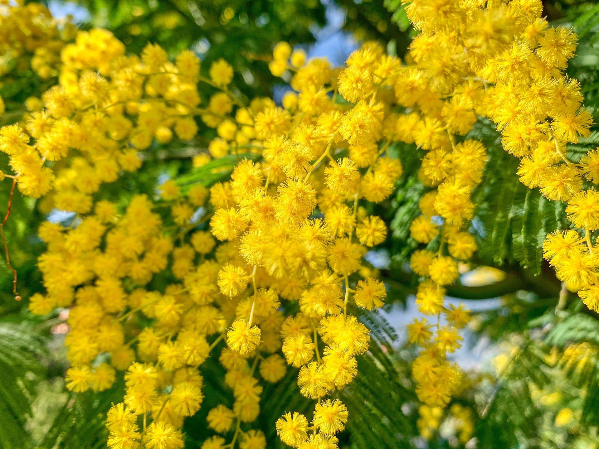 Le mimosa dans un jardin. | Photo : Pixabay