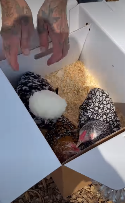 David's chicken gifts | Source: Instagram/victoriabeckham