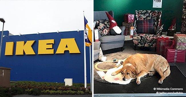 IKEA store opened their doors to homeless dogs to keep them warm.