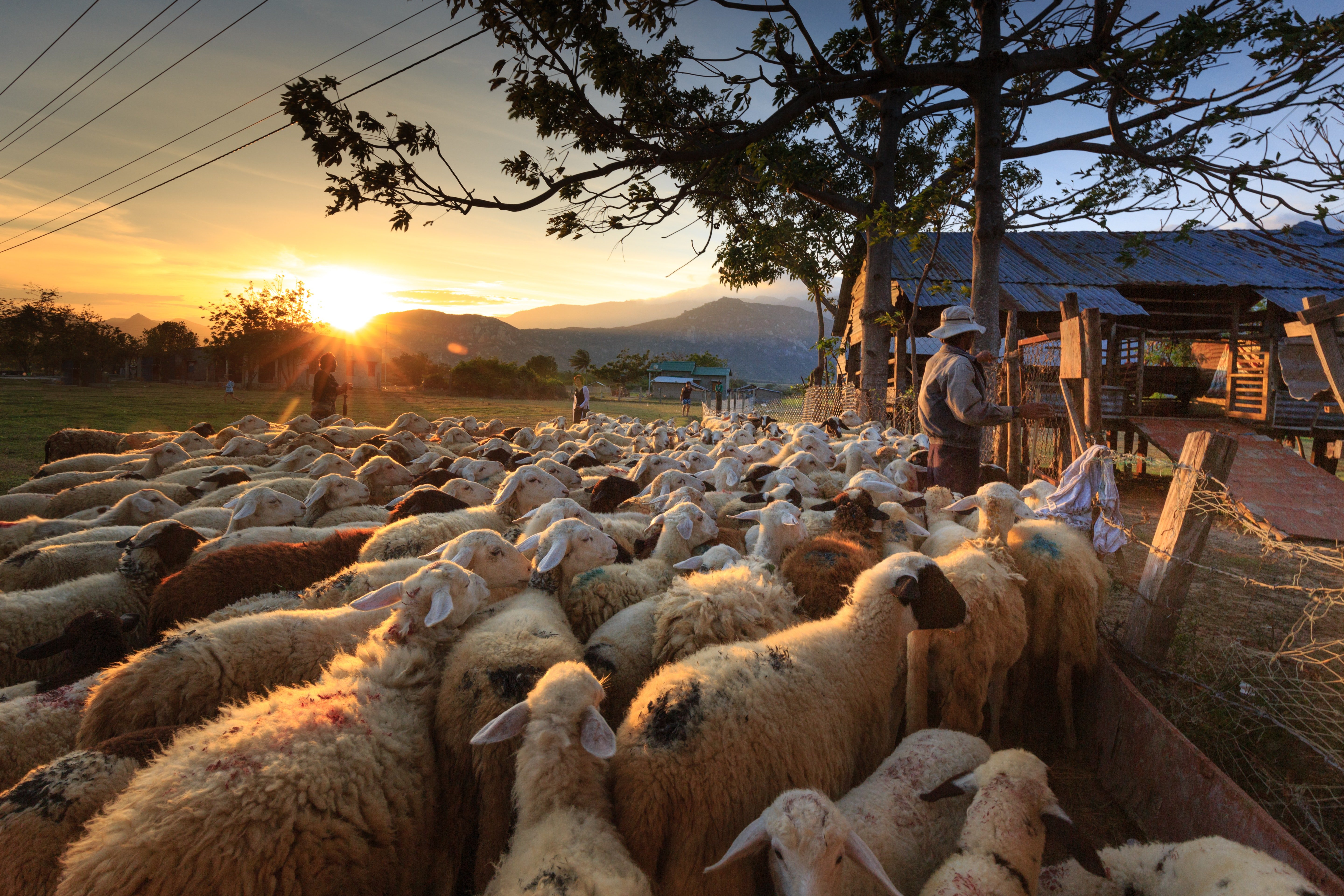 Pictured - An image of a herd of sheep standing outside a yard with a shepherd | Source: Pexels 