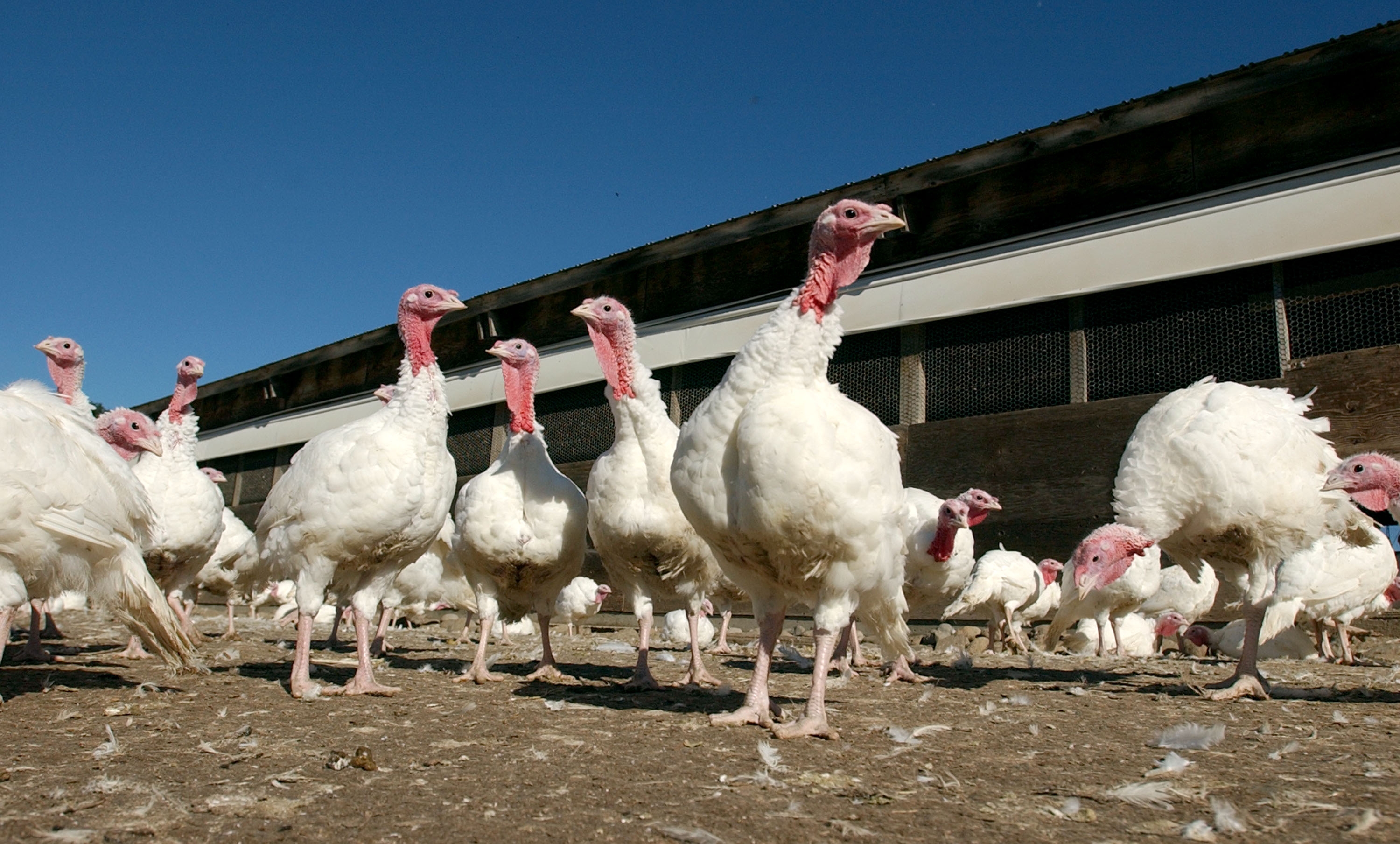 Turkeys walking around their pen in Sonoma, California on November 25, 2002 | Source: Getty Images