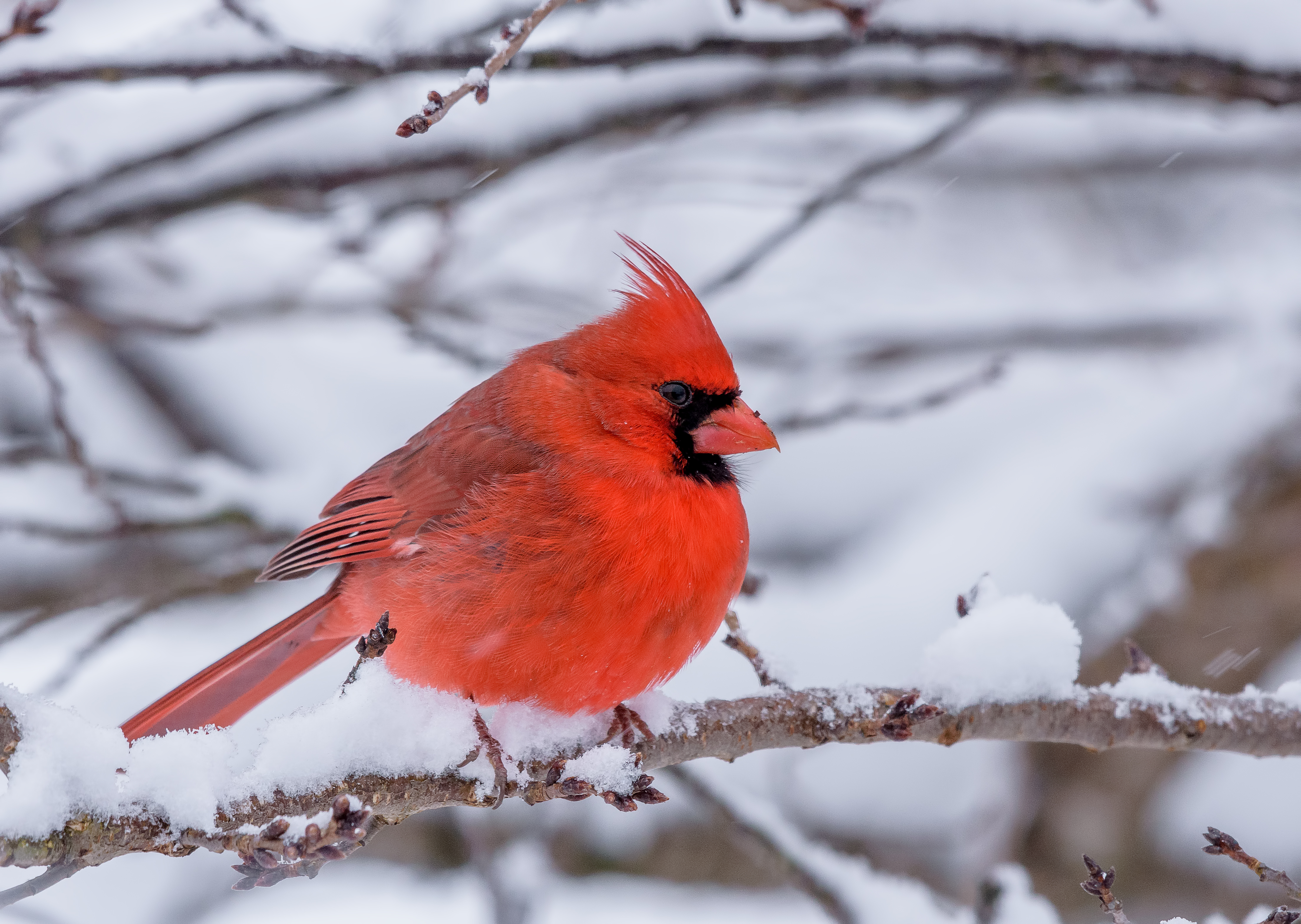 Male Cardinal perched during a snow storm | Source: Getty Images
