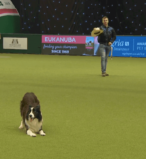 Fuente: YouTube/Crufts