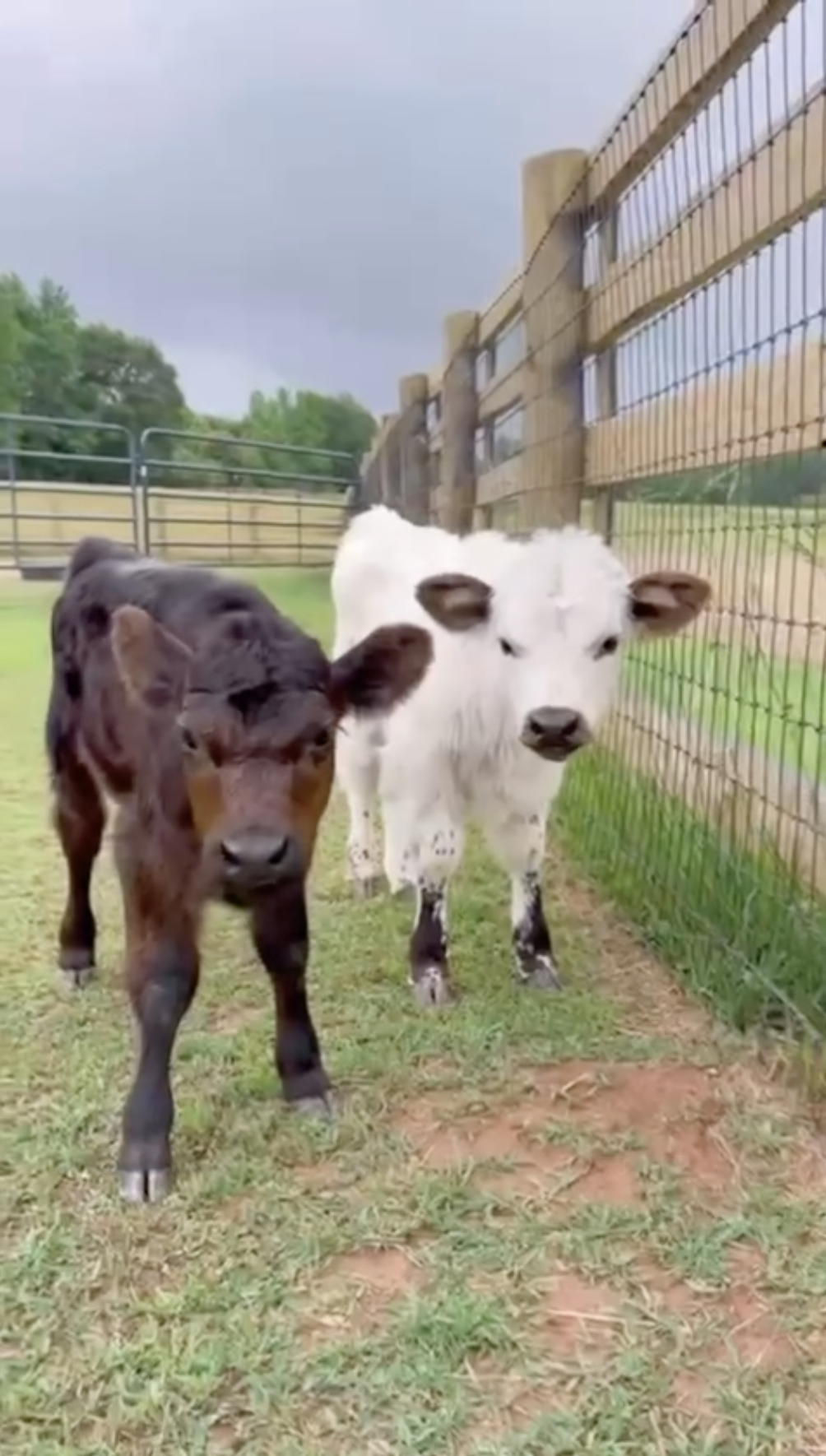 Millie Bobby Brown Bongiovi's farm animals from a post dated August 16, 2024. | Source: Instagram/milliebobbybrown