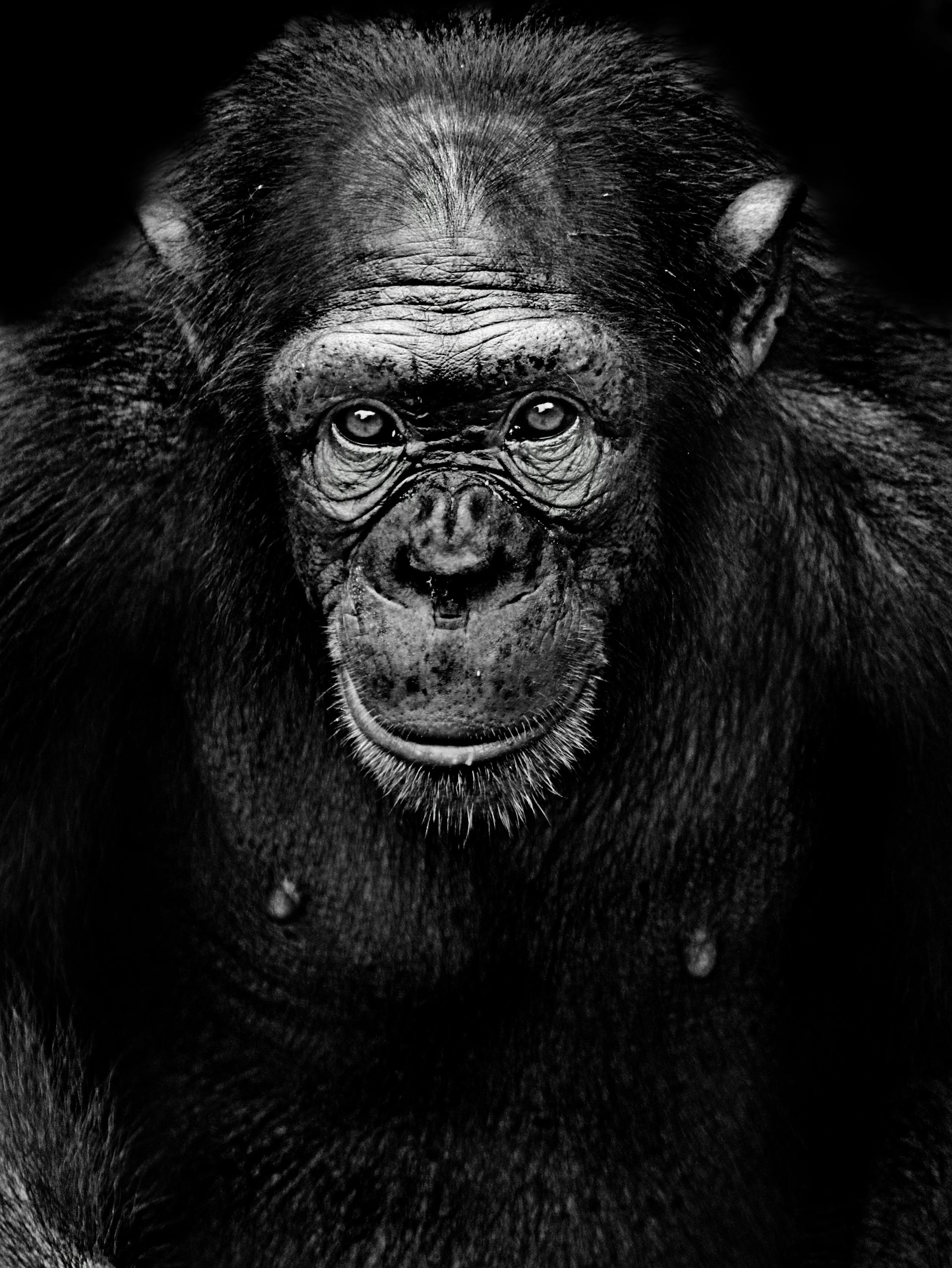 A monochrome photo of a chimpanzee | Source: Pexels