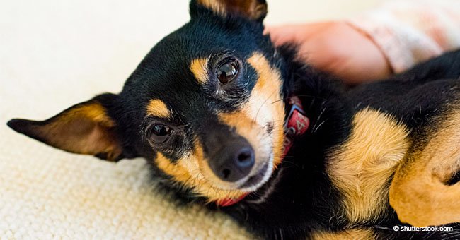 Tiny Dog Says 'Thank You' in an Incredible Way to Woman Who Rescued Her
