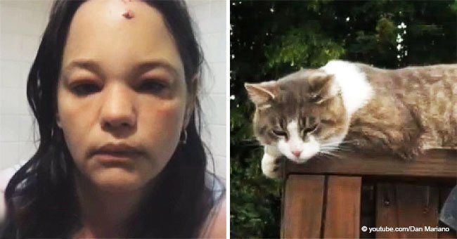 Cat gets brutal revenge on woman who was kicking snow at his face