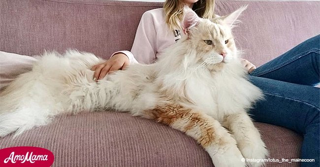 Eine stolze Frau teilt Fotos von ihrer schönen Maine-Coon-Katze, einer der größten Katzen in der Welt
