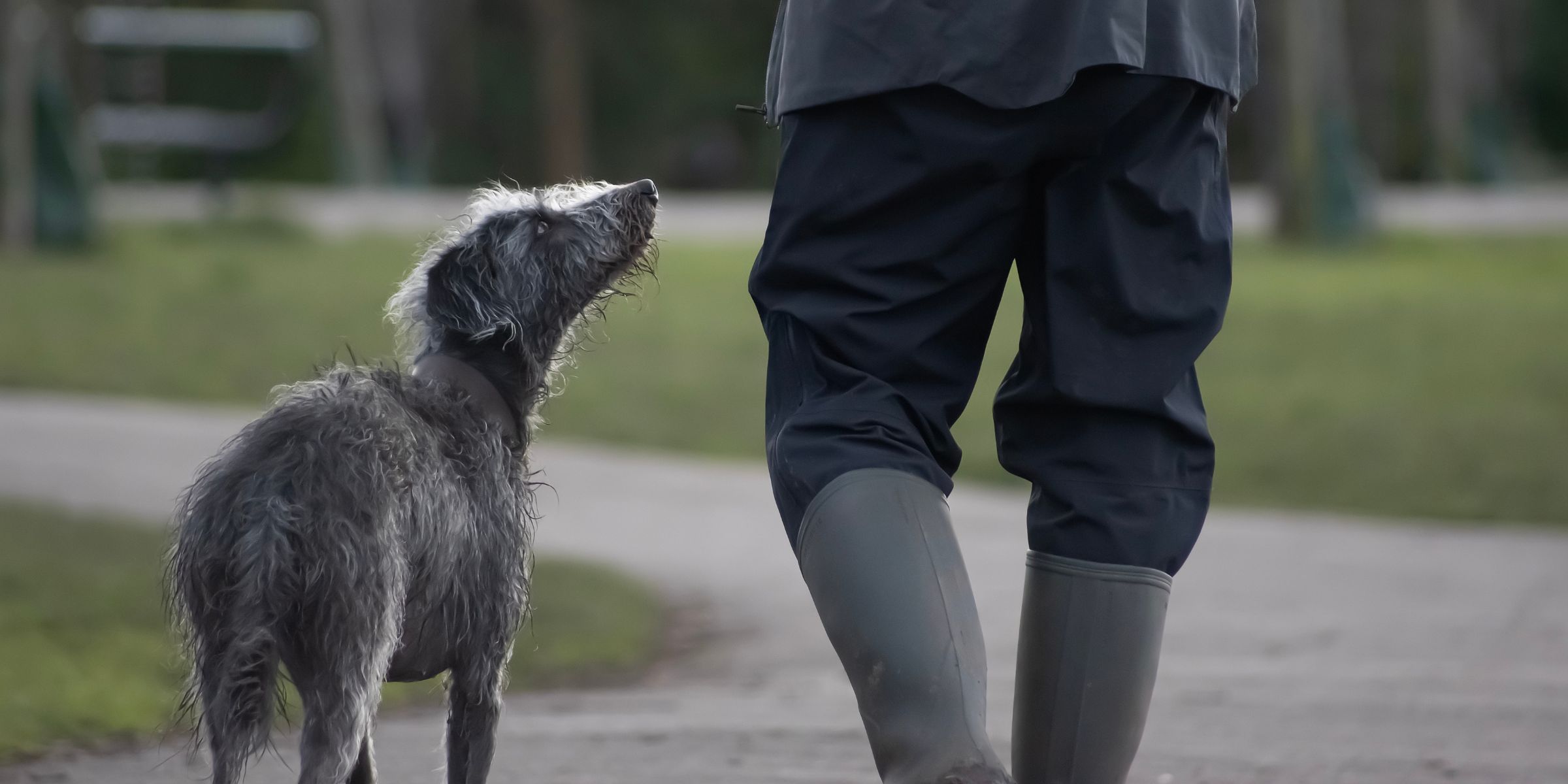 A dog standing beside a man | Source: Shutterstock