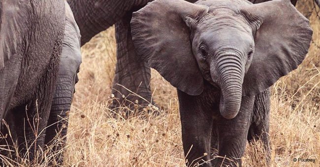 Georgia businessman proudly poses with two dead baby elephants he 'defended himself' against