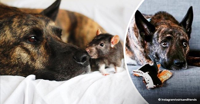 Dog was lonely until he met a new friend, a rescued rat named Riff