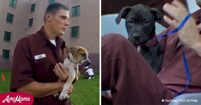 Prison inmates taking care of shelter dogs help change their lives and it's adorable