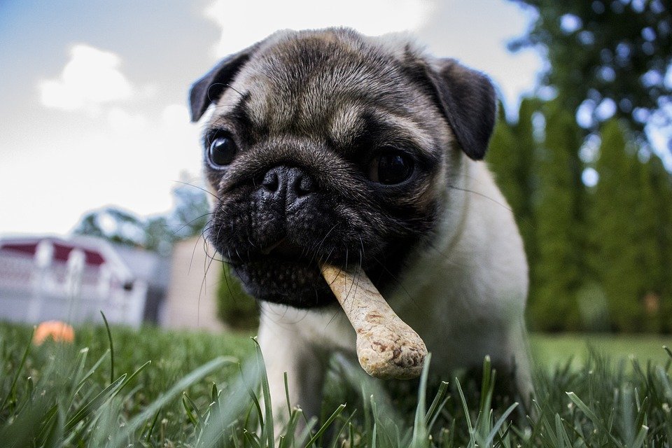 Puppy eating bone | Photo: Pixabay
