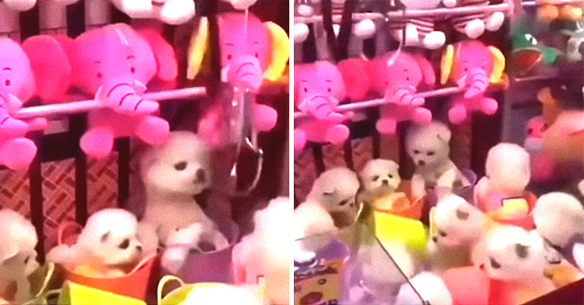 Máquina de peluche que da perritos vivos como premio es condenada por crueldad animal