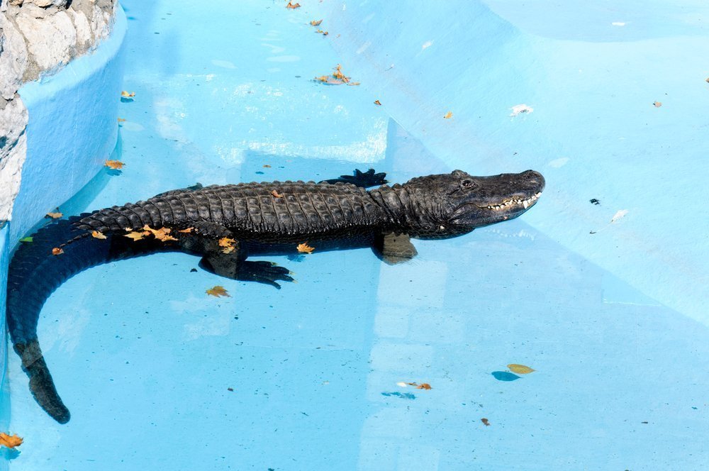 A Crocodile in a swimming pool. | Photo: Shutterstock