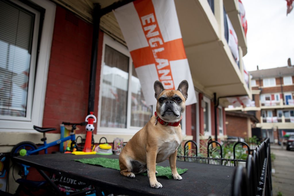 Image d'un chien français.| Photo :Getty Images