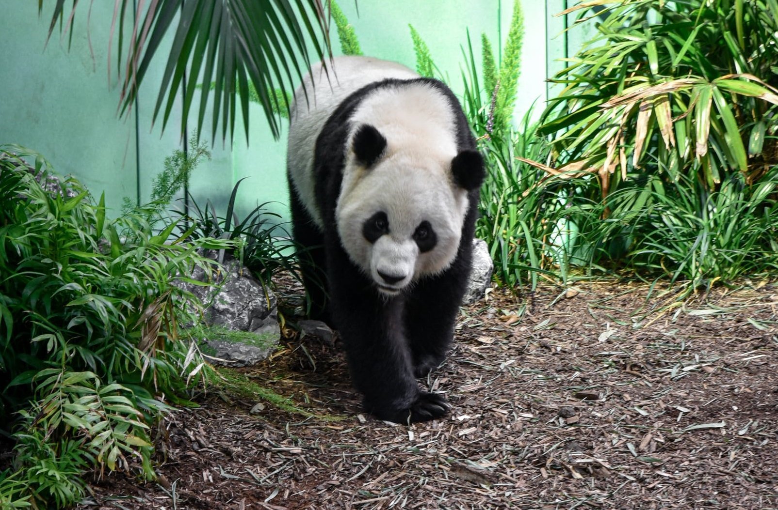 Oso panda gigante caminando cerca de plantas verdes. | Foto: Pexels