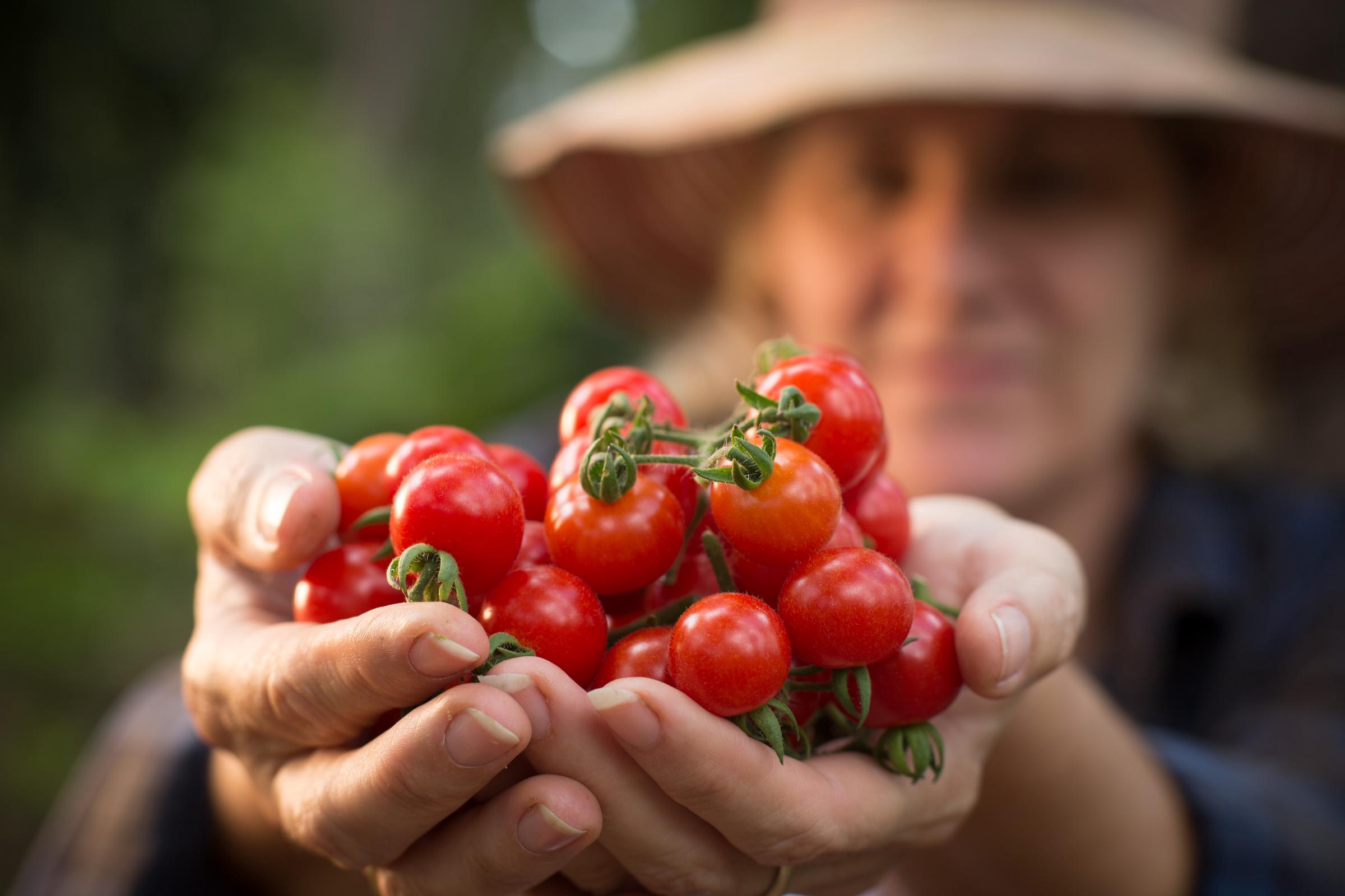 Tomatoes | Source: Getty Images