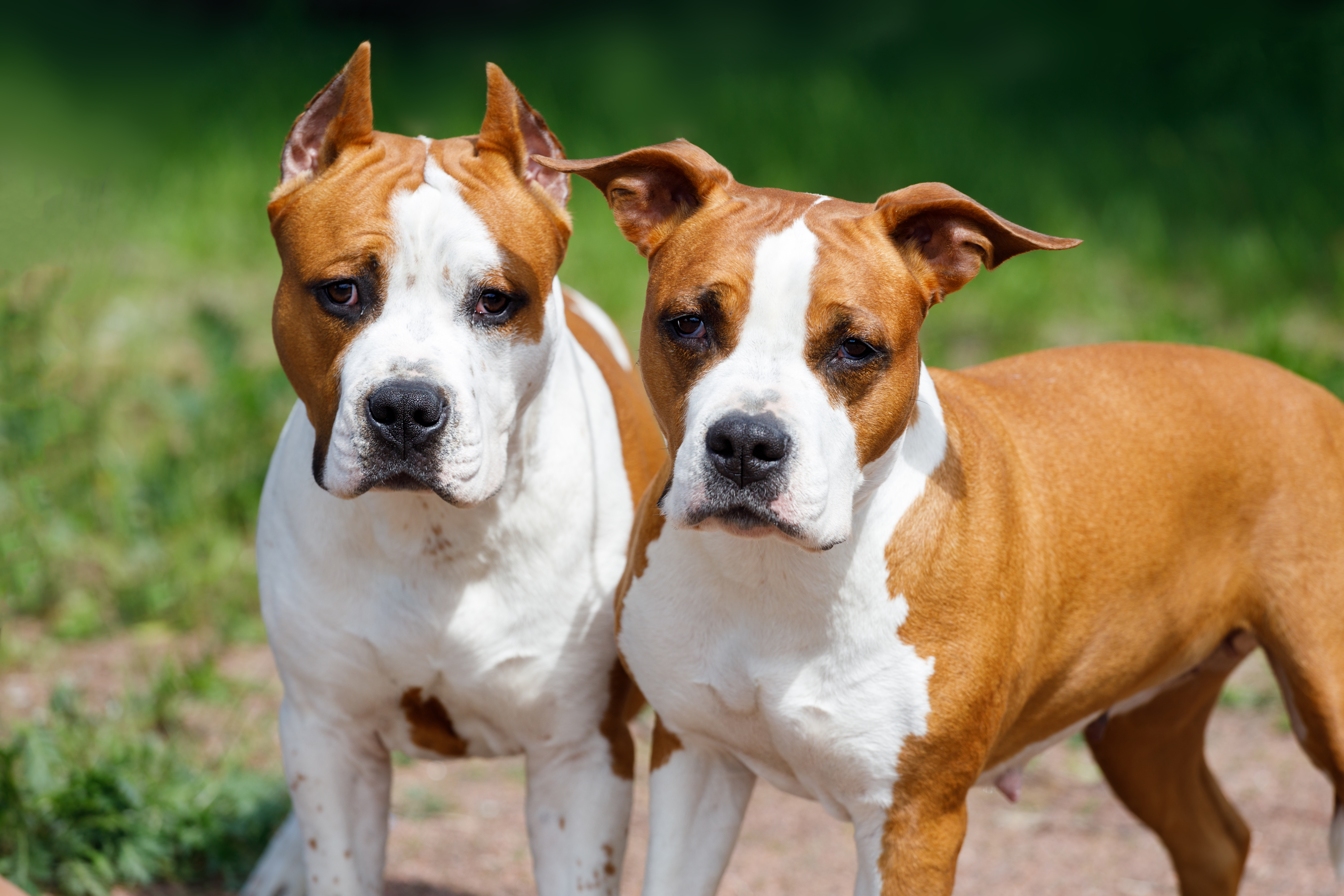 Two pit bull terriers | Source: Shutterstock