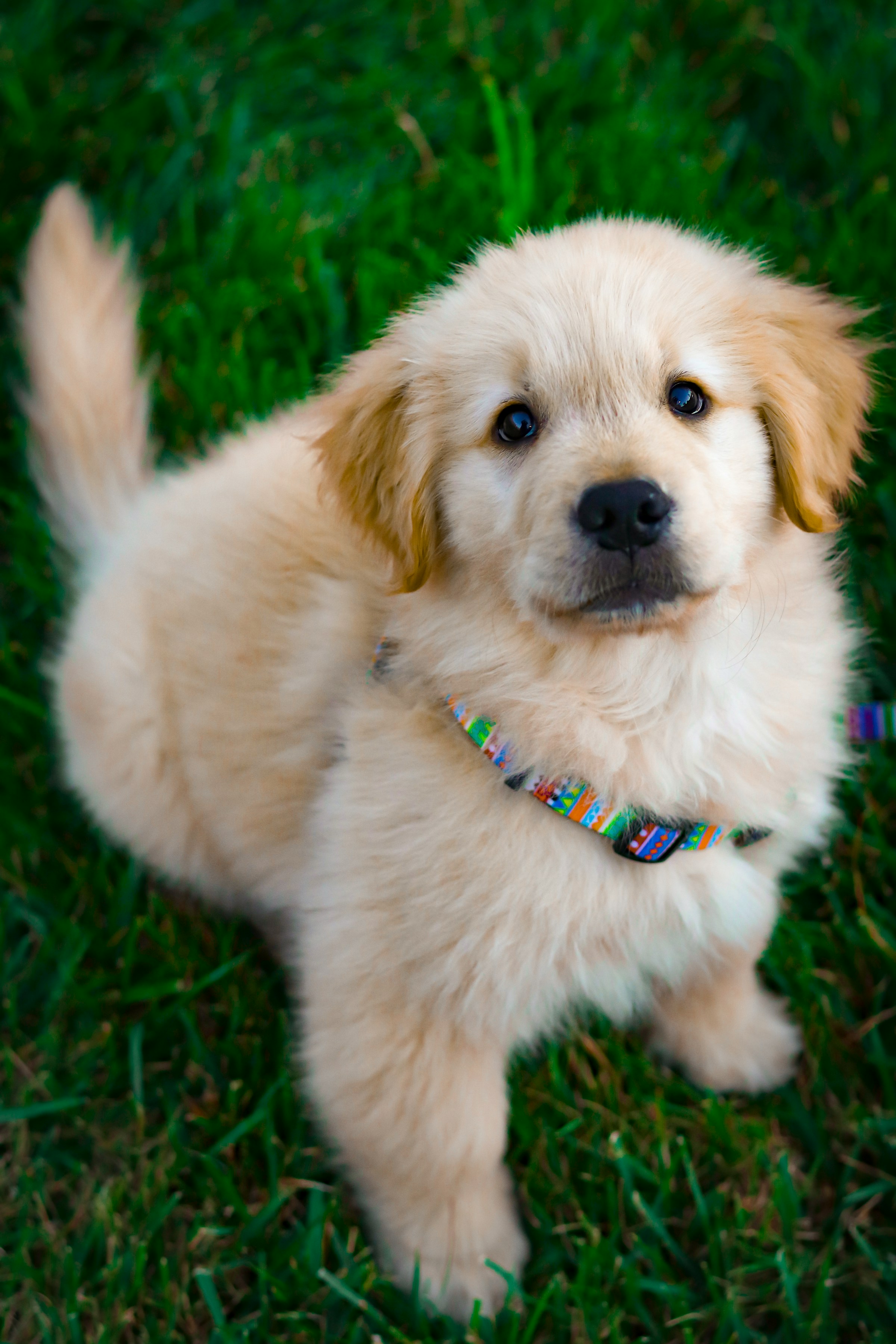 A golden retriever | Source: Unsplash