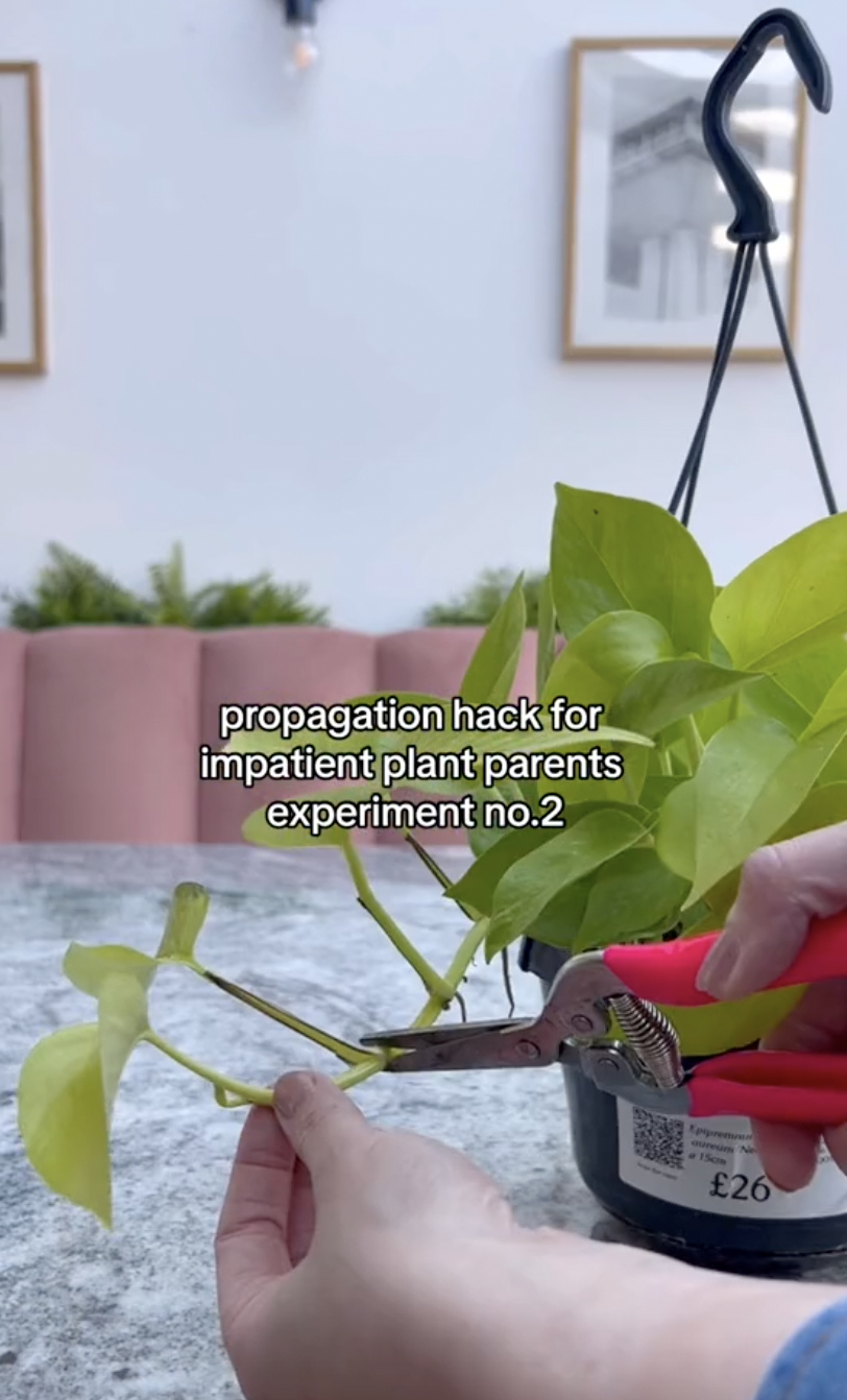 Neon pothos cuttings being taken from a full plant in a clip uploaded on October 5, 2024 | Source: TikTok/thelittlelifelately