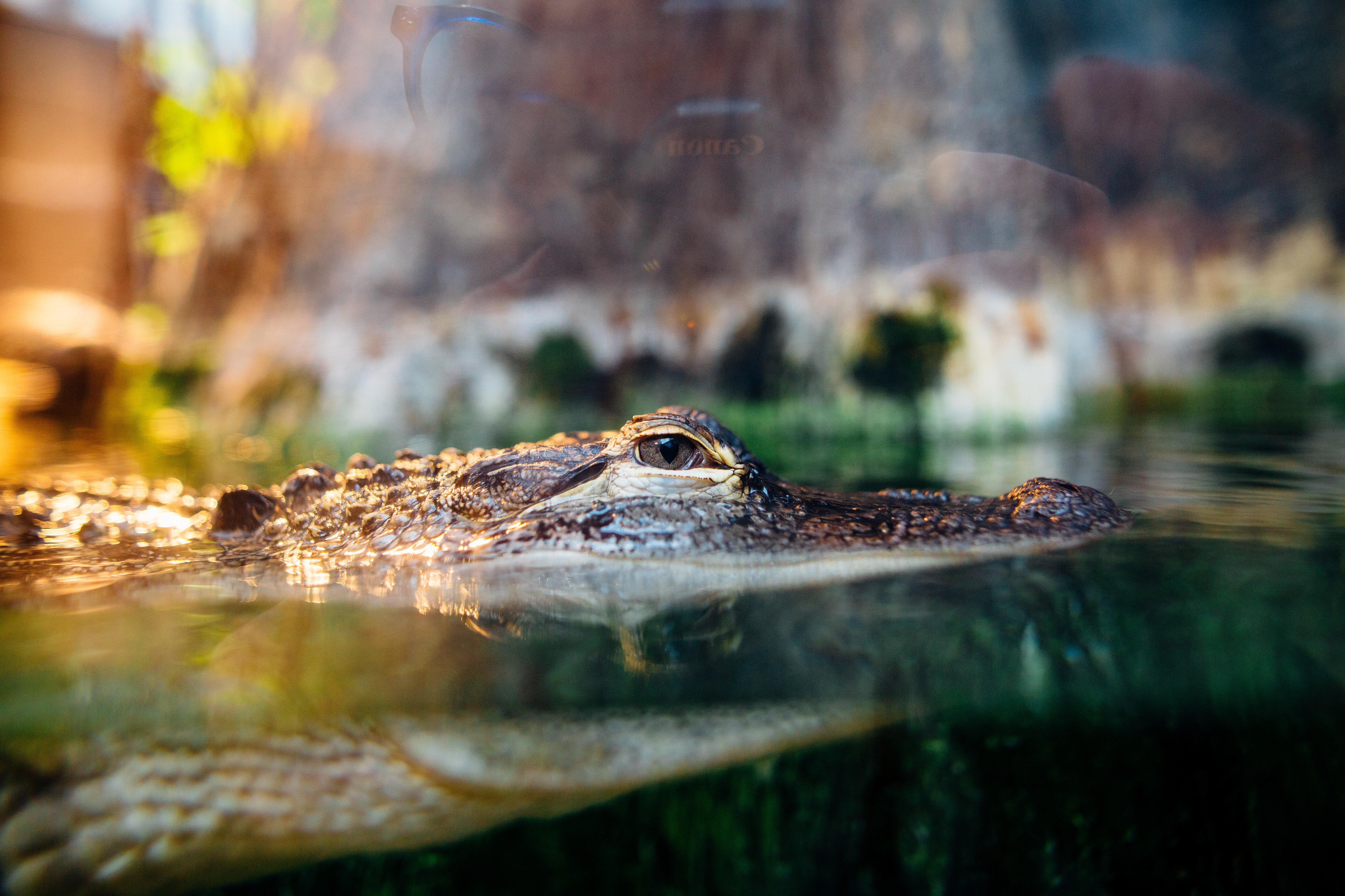 A crocodile hides in water and only lifts its head slightly above the surface | Photo: Pexels/Kelly Lacy