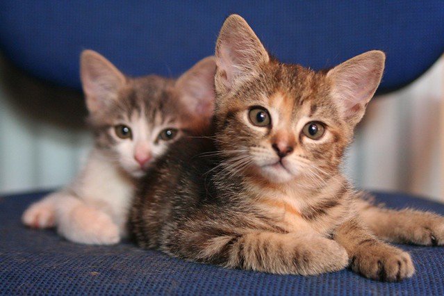 Deux petits chatons. l Source: Flickr