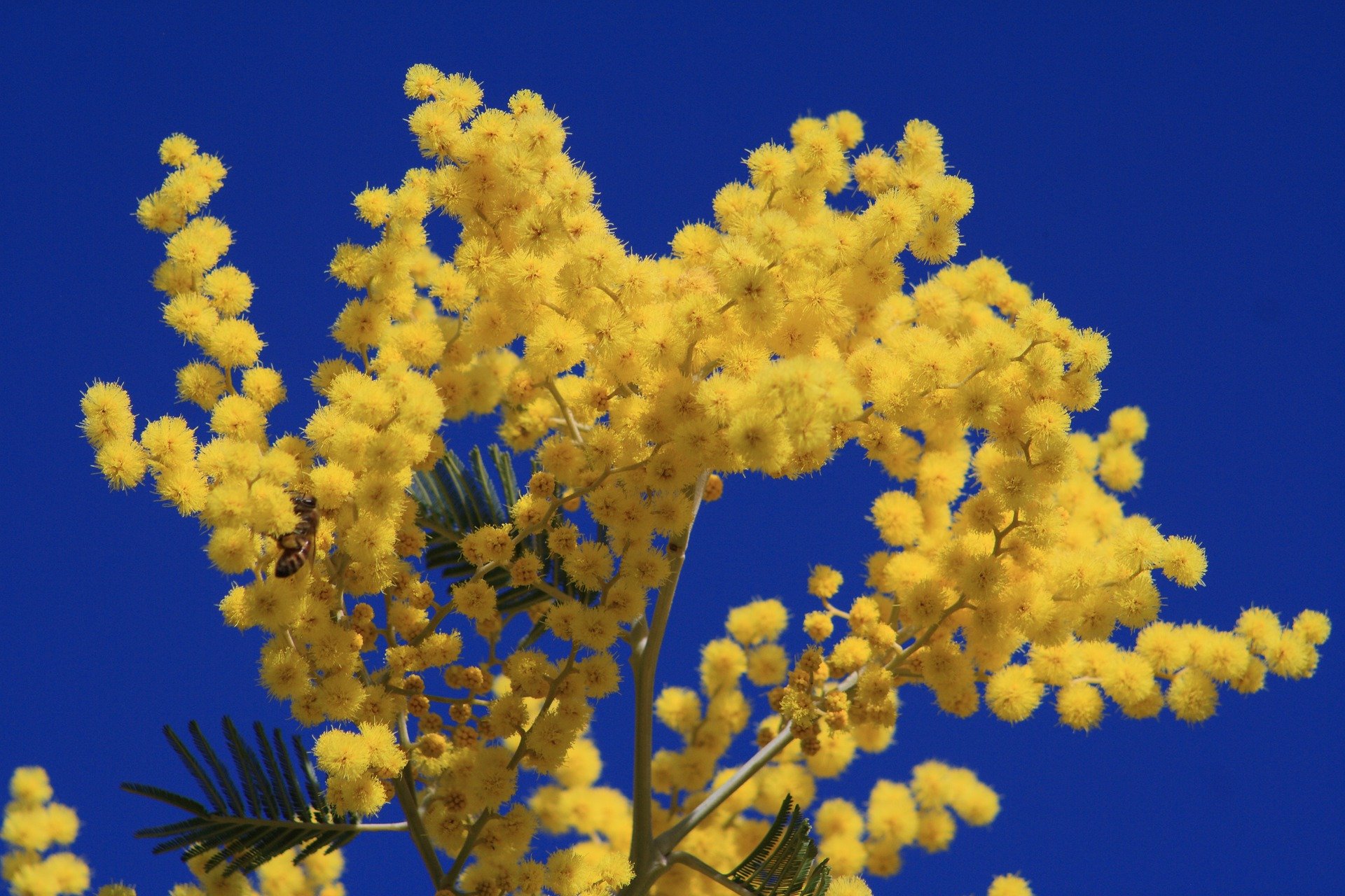 Le mimosa en pleine nature. | Photo : Pixabay