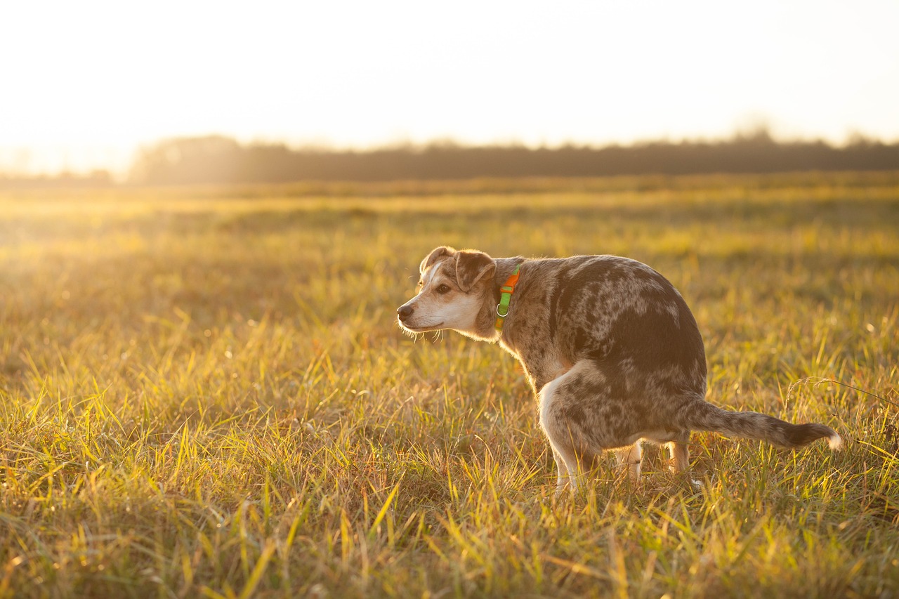 A dog relieving himself on grass | Source: Pixabay