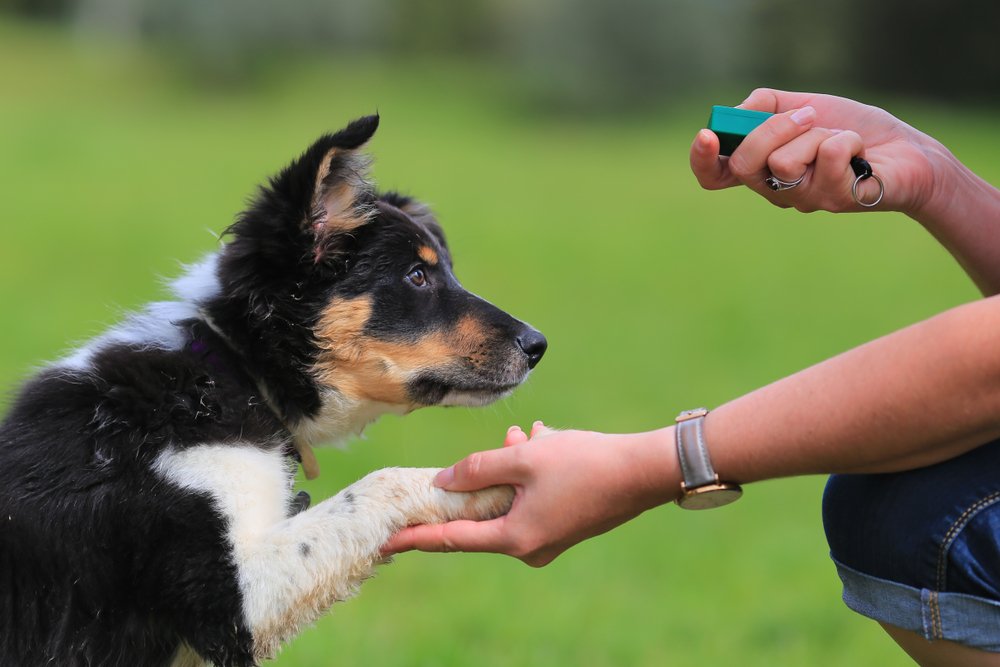 Welpe, Border Collie, Schäferhund | Quelle: Shutterstock