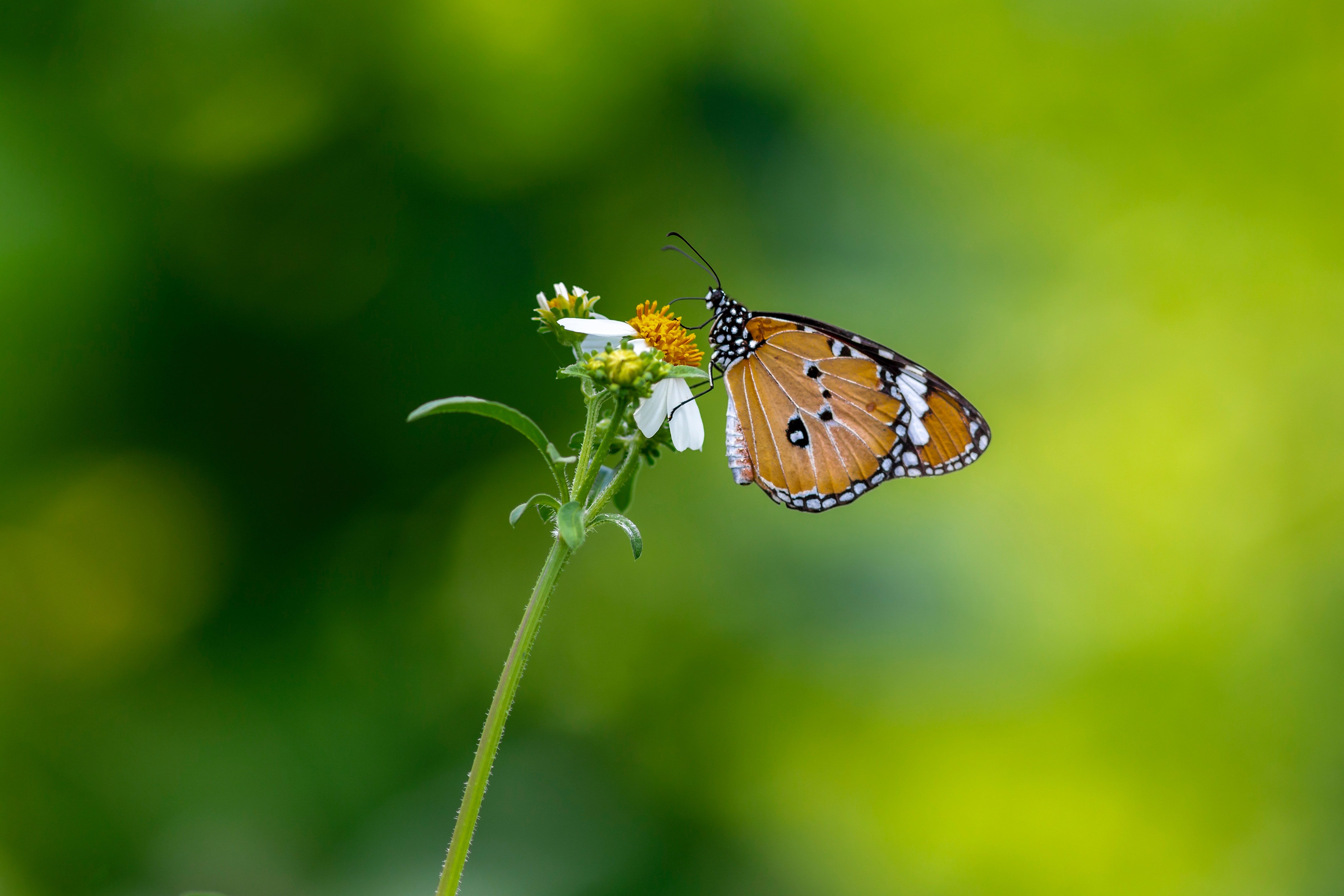 Mariposa posada sobre flor. | Foto: Pexels