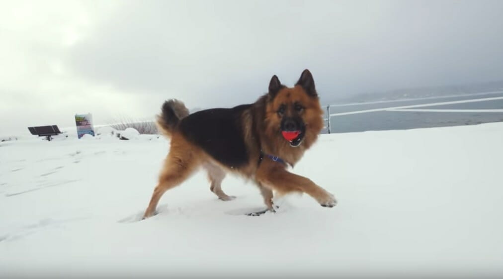 Herschel playing in the snow for the first time. Image credit: YouTube/Rocky Kanaka