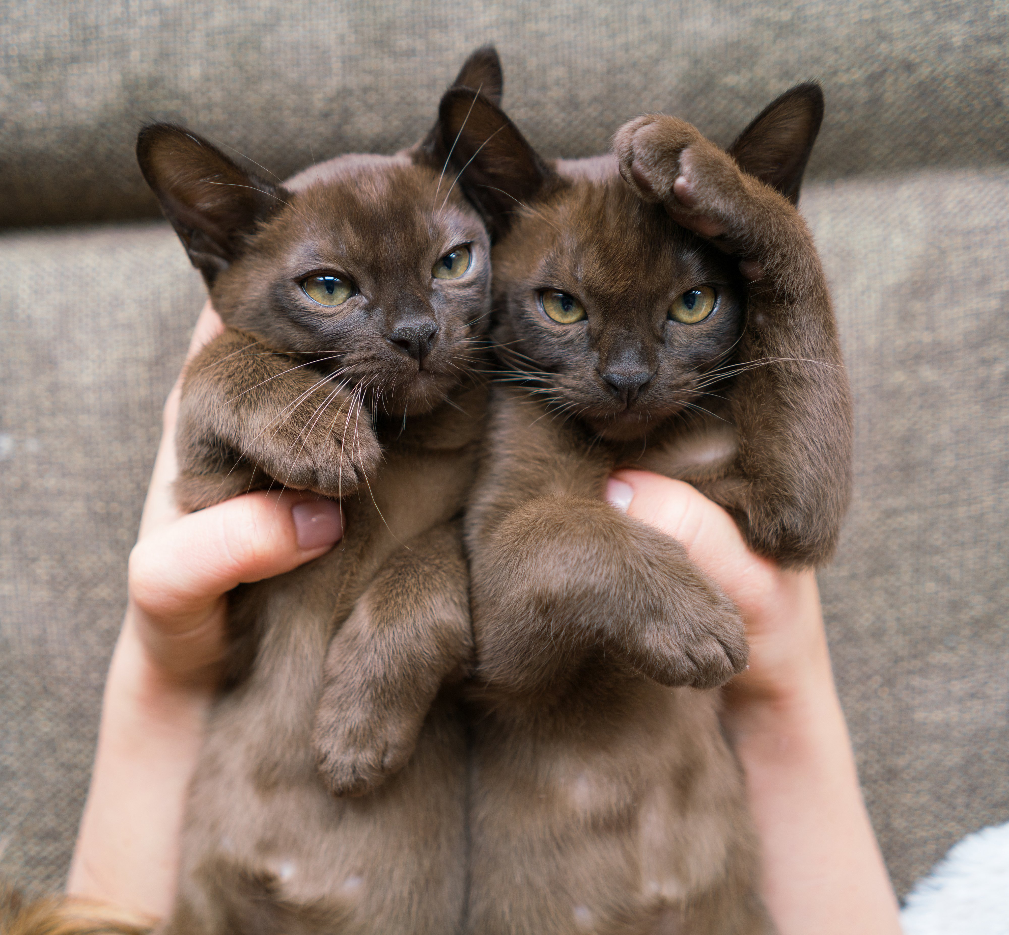 Dos gatitos birmanos marrones reposando en manos femeninas. | Foto: Shutterstock