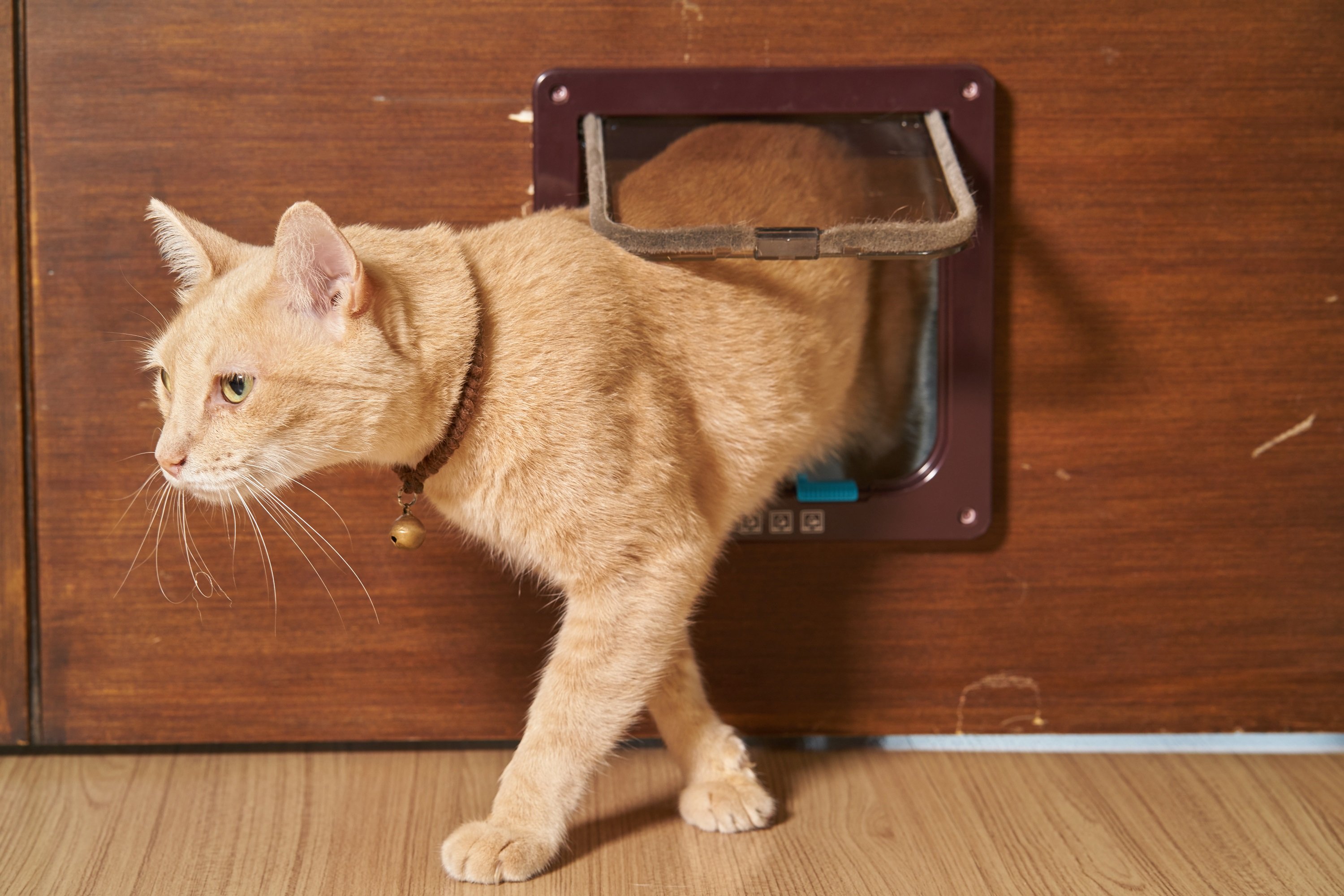 Gatito usando puerta felina. | Foto: Shutterstock