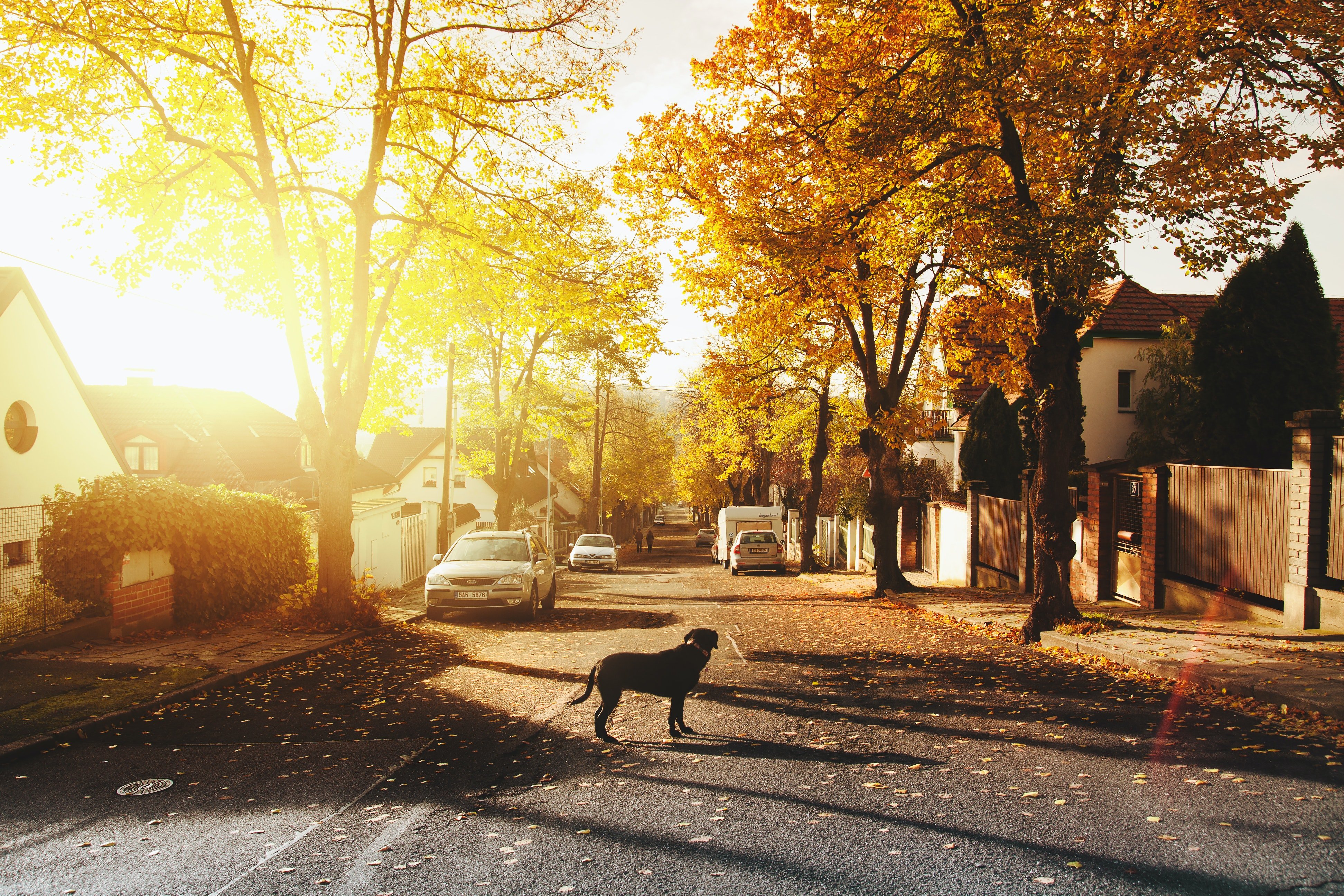 A dog in the middle of a street | Photo: Pexels