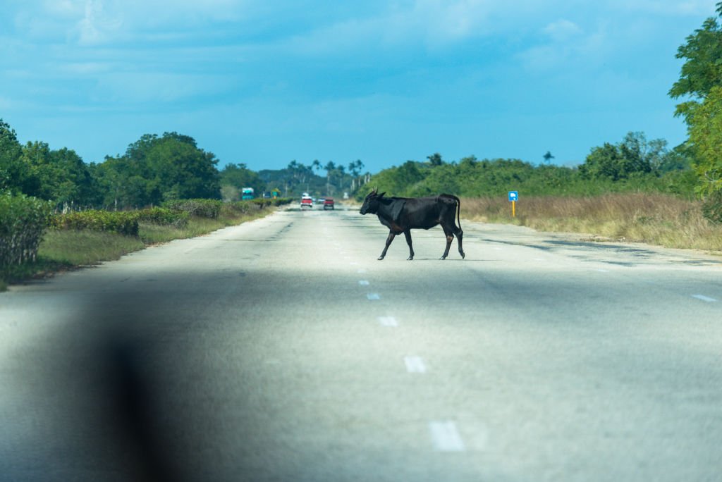 A loose cattle on the National Highway from Santa Clara to Havana on January 04, 2018 | Photo: Getty Images