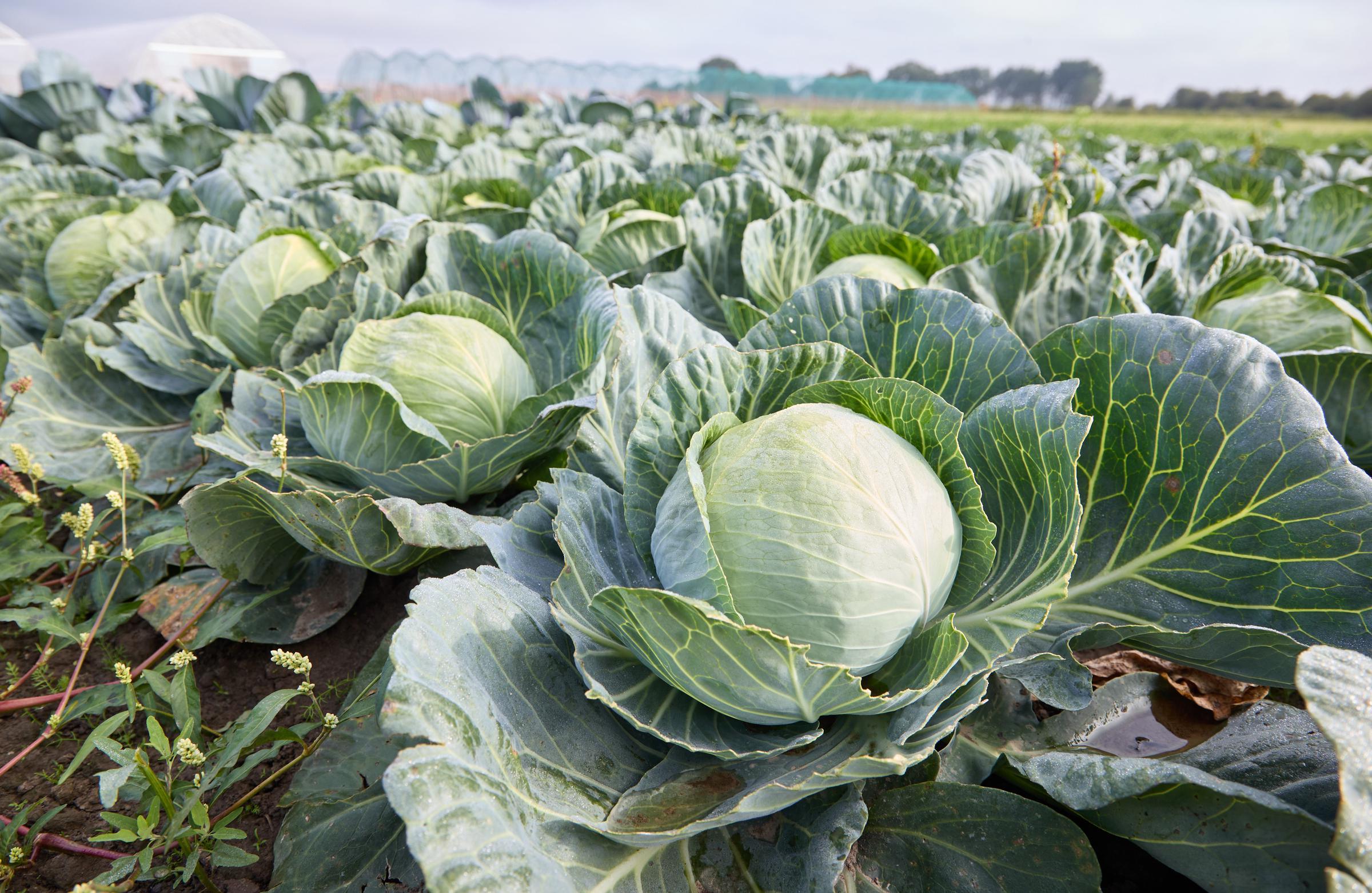 Cabbages grow in a field at a cabbage farm | Source: Getty Images