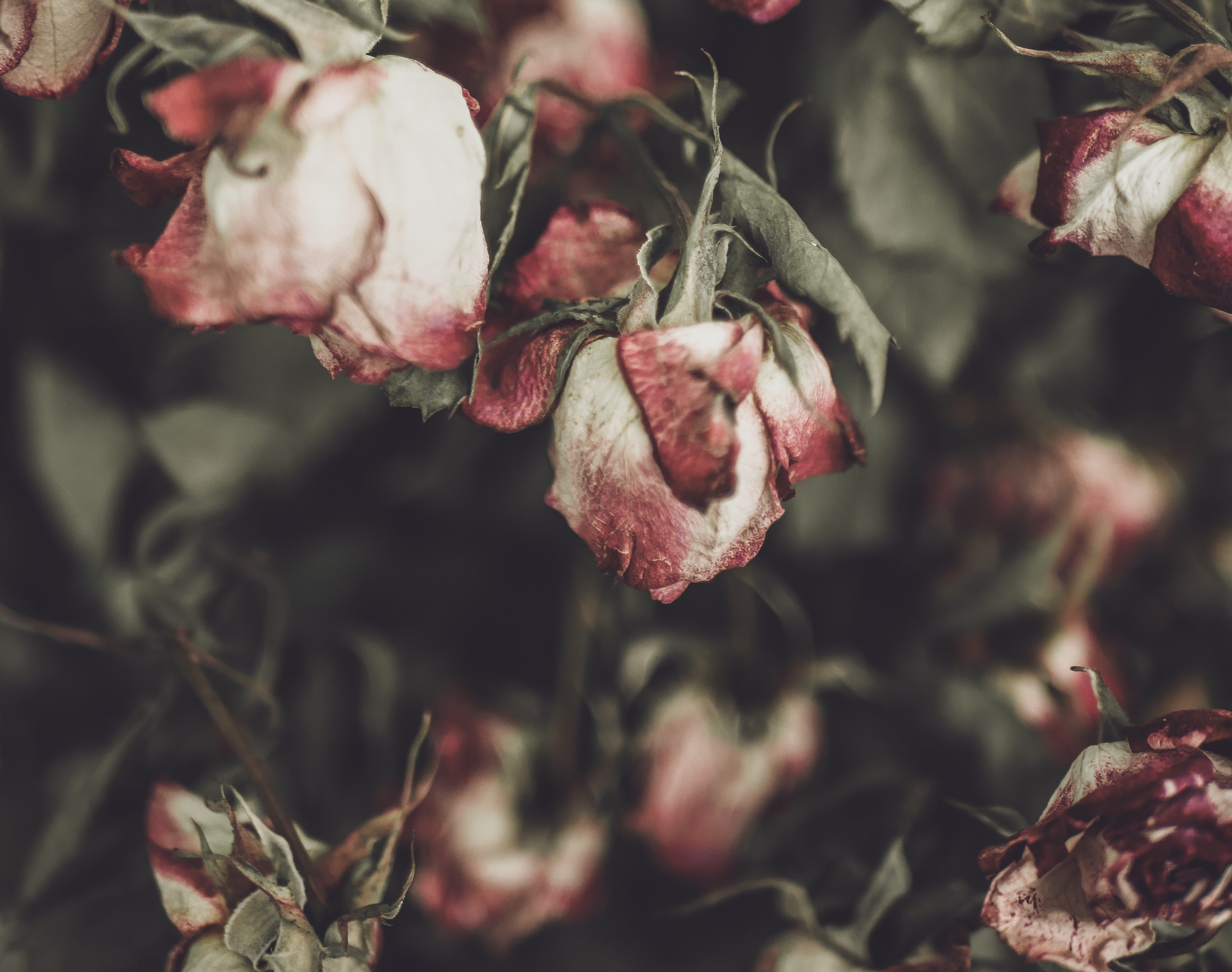 Rosas muertas. | Foto: Unsplash