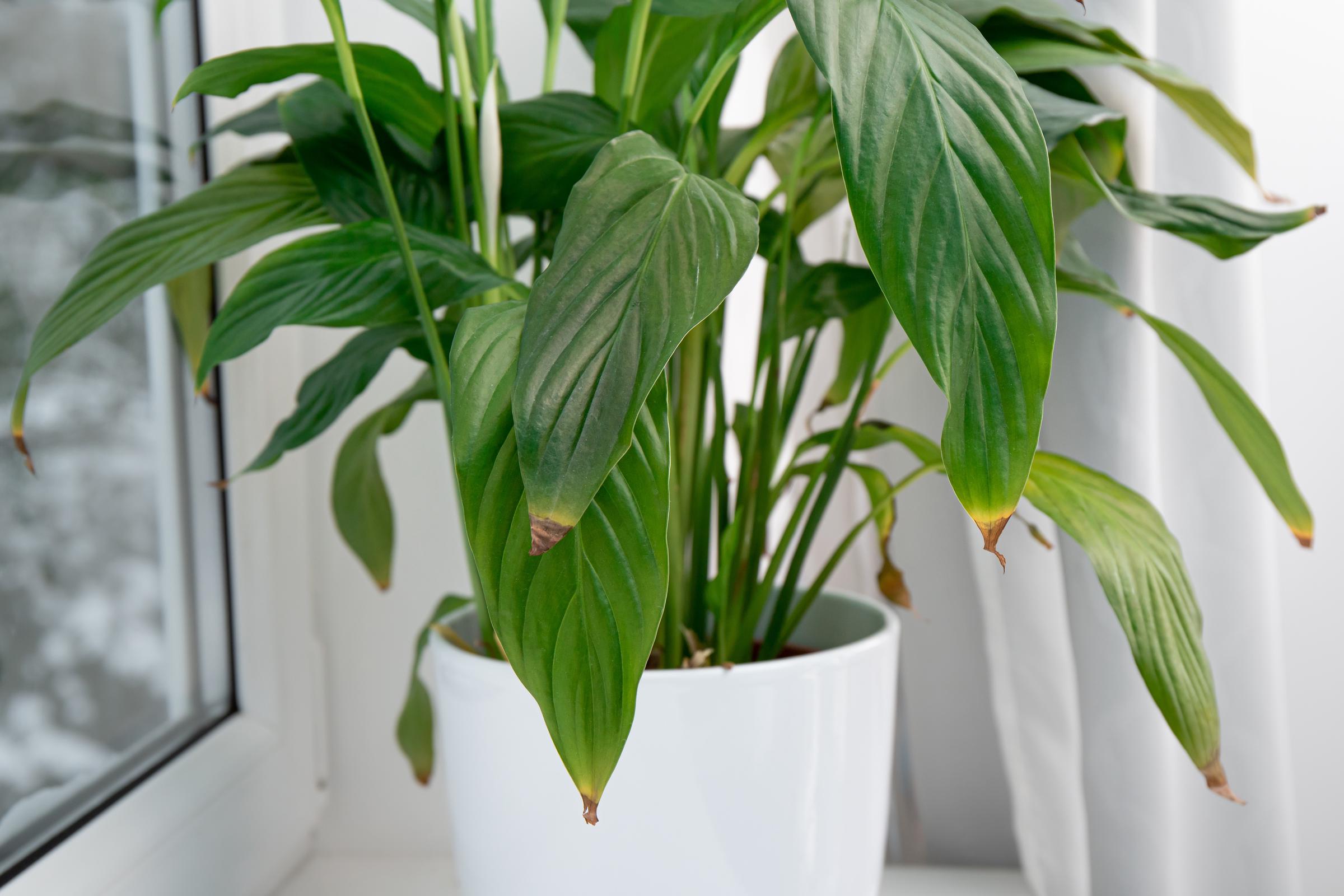 Brown tips on peace lily plant leaves | Source: Shutterstock
