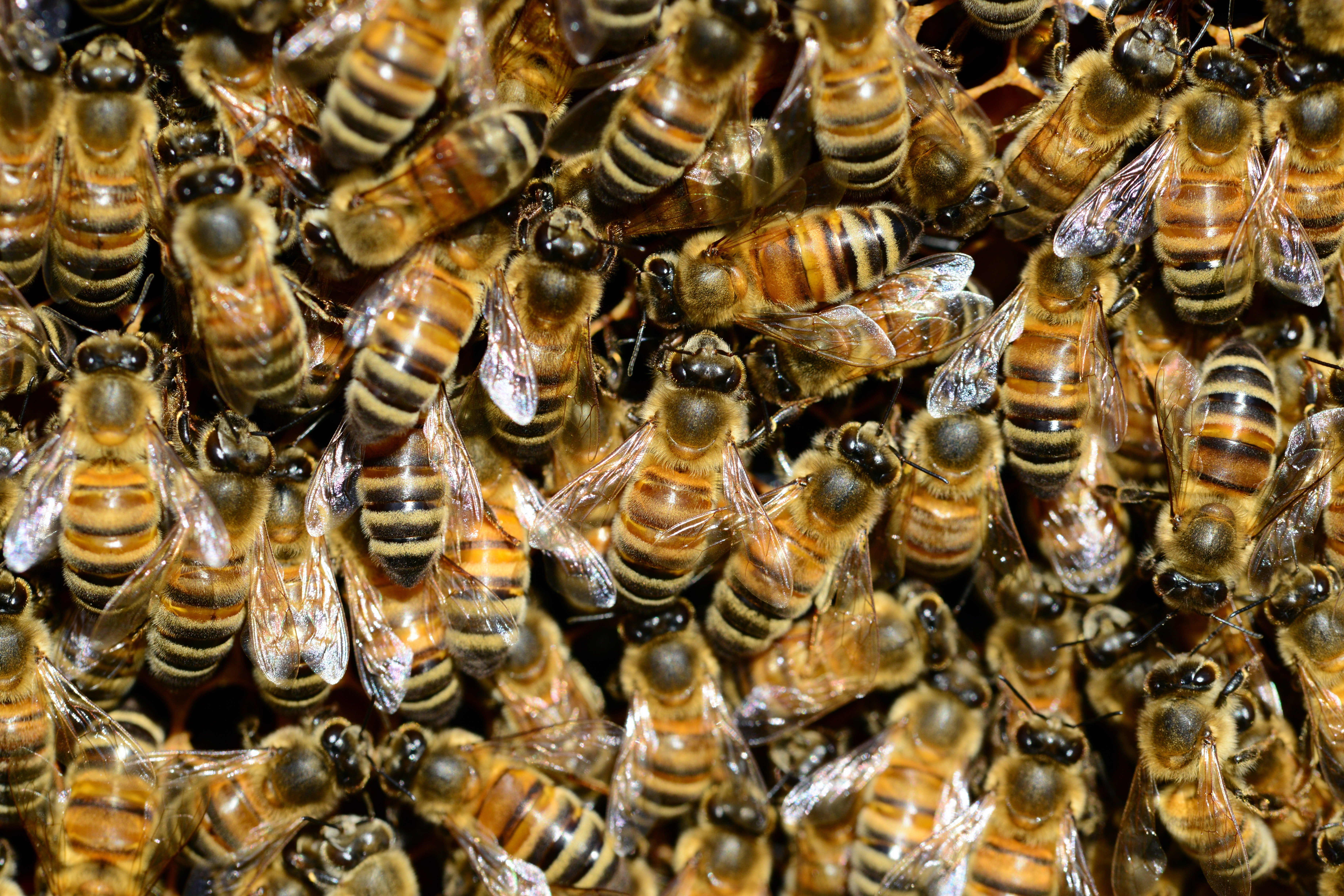 A swarm of bees. | Pexels/ Pixabay