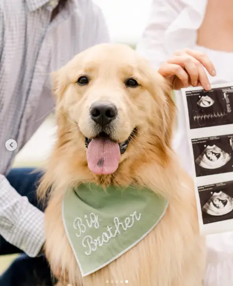 Alex Drummond and Mauricio Scott posed with their dog, who wore a "Big Brother" bandana, making a playful announcement of the baby news to fans and family. The couple's golden retriever added a sweet touch to their pregnancy reveal. | Source: Instagram/alexmariedrum / mauricioscott03