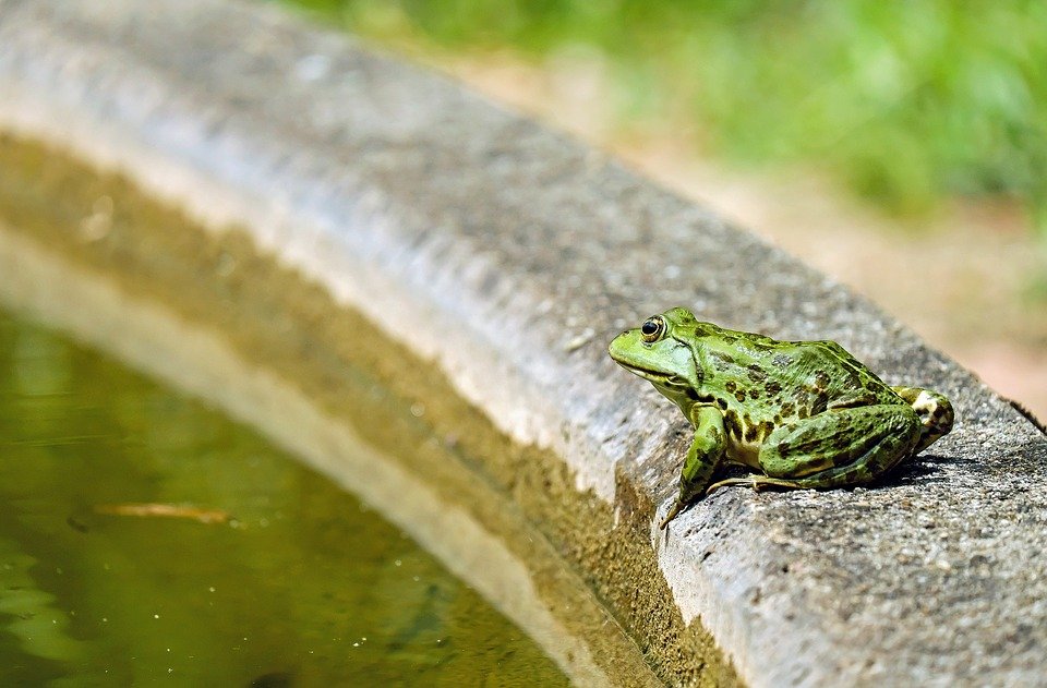 A photo of a frog. | Photo: Pixabay