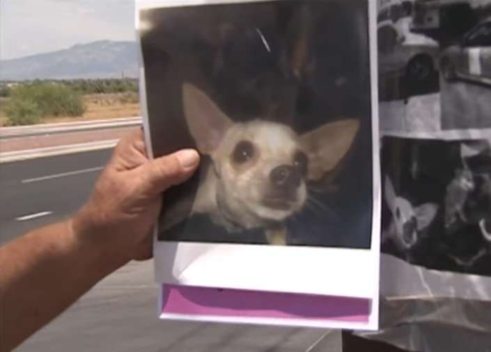 La perrita Jenny está perdida. | Foto: YouTube/News 4 Tucson KVOA-TV La perrita Jenny está perdida. | Foto: YouTube/News 4 Tucson KVOA-TV