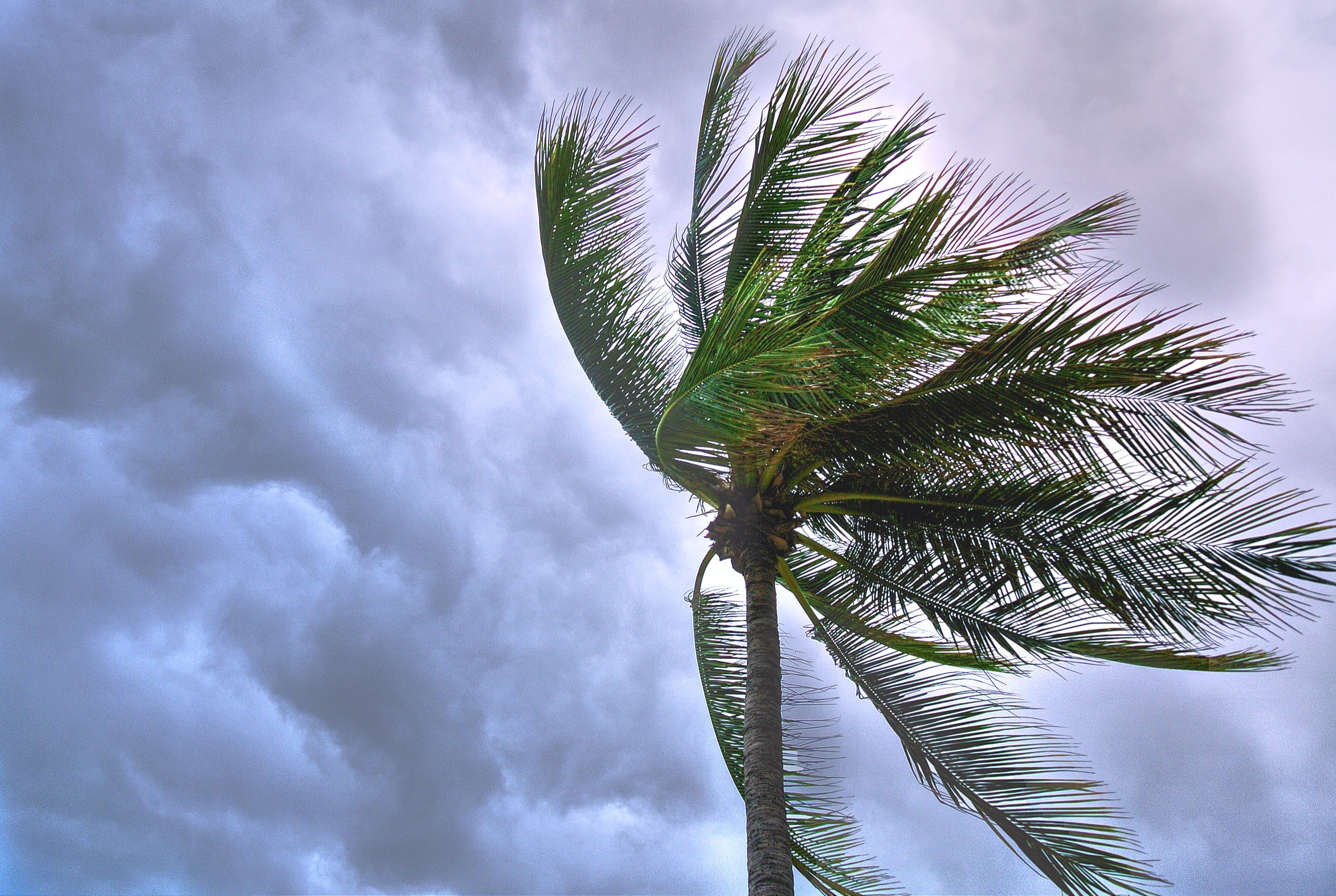Pictured - An image of a coconut tree blown by the wind | Source: Pexels 