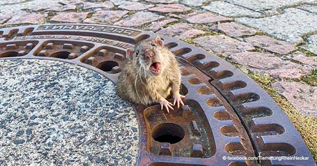 Un rat trop dodu se coince dans une plaque d'égouts et mobilise huit sauveteurs (photos)