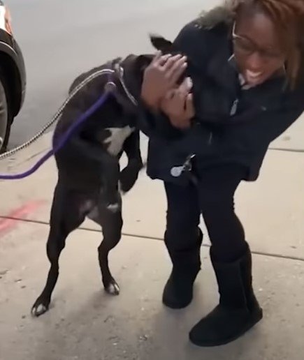 Hund Gracie trifft ihren Besitzerin, nachdem sie fast ein Jahr getrennt waren. I Quelle: youtube.com/ABC7Chicago