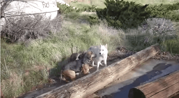 Los tres perritos felices de estar juntos.| Imagen: YouTube /Trevor Costelloe Los tres perritos felices de estar juntos.| Imagen: YouTube /Trevor Costelloe