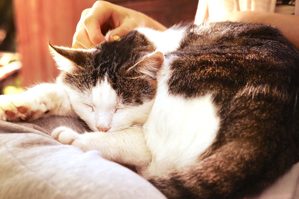 Chat / Source : Shutterstock
