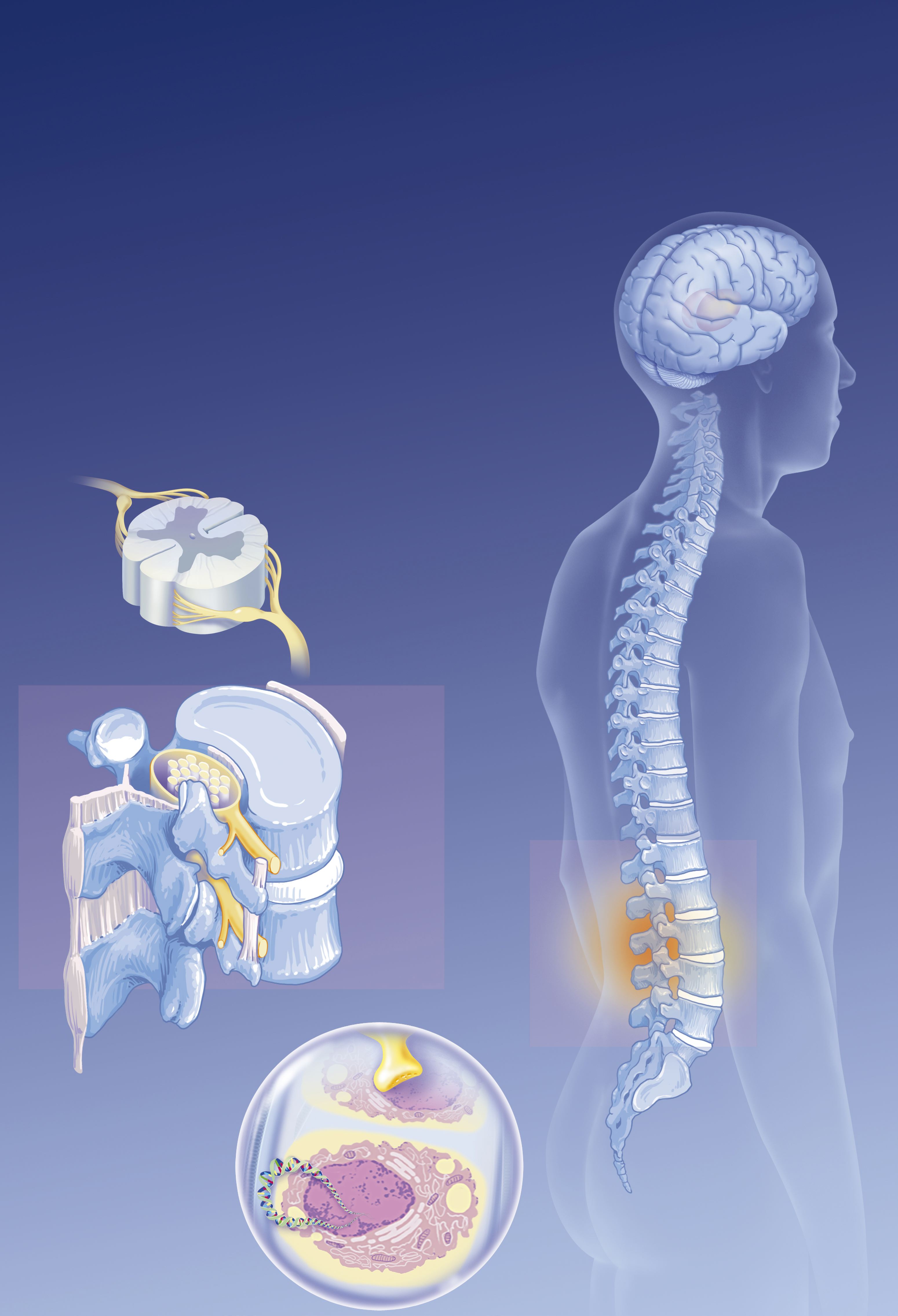 Anatomical illustration showing brain, spine, lumbar nociceptors, and nerve impulses | Source: Getty Images