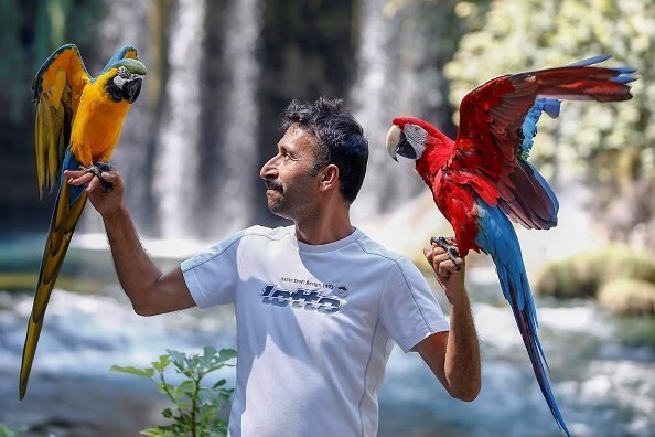 Photo of a man with two parrots | Photo: Getty Images